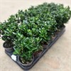 EUONYMUS 9 CM GREEN SPIRE 1X18